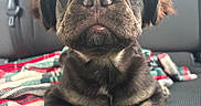 Bear is registered to the contest to win money with this photo: puppy, dog, close_up, car_seat, blanket, cute, fur, pet, animal, young_dog, indoors, portrait, face, paw, expression, looking_at_camera, seatbelt, travel, companion, adorable
