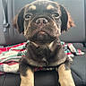 puppy, dog, close_up, car_seat, blanket, cute, fur, pet, animal, young_dog, indoors, portrait, face, paw, expression, looking_at_camera, seatbelt, travel, companion, adorable