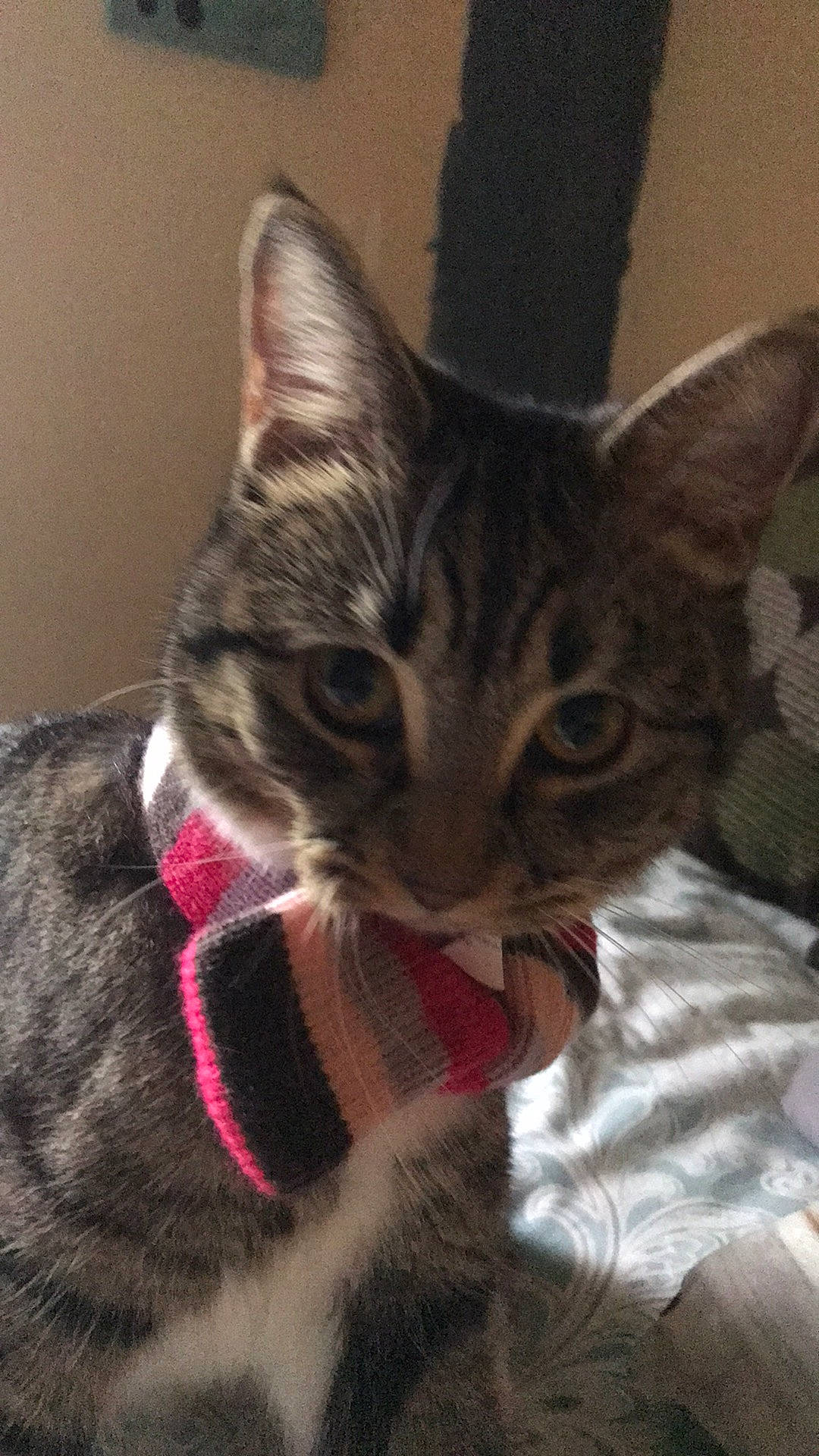 Corrie joined the competition — help win amazing prizes! carnivore, cat, collar, domestic_short_haired_cat, felidae, fur, iris, kitten, mammal, pet_supply, small_to_medium_sized_cats, snout, tabby_cat, terrestrial_animal, vertebrate, whiskers