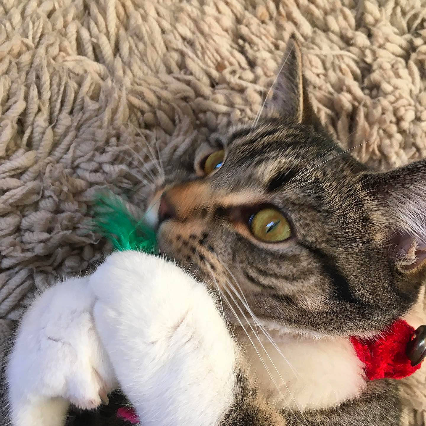 Corrie joined the competition — help win amazing prizes! beige, carnivore, cat, cat_toy, claw, collar, domestic_short_haired_cat, felidae, fur, knitting, paw, pet_supply, small_to_medium_sized_cats, snout, stuffed_toy, thread, vertebrate, whiskers, wool, woolen