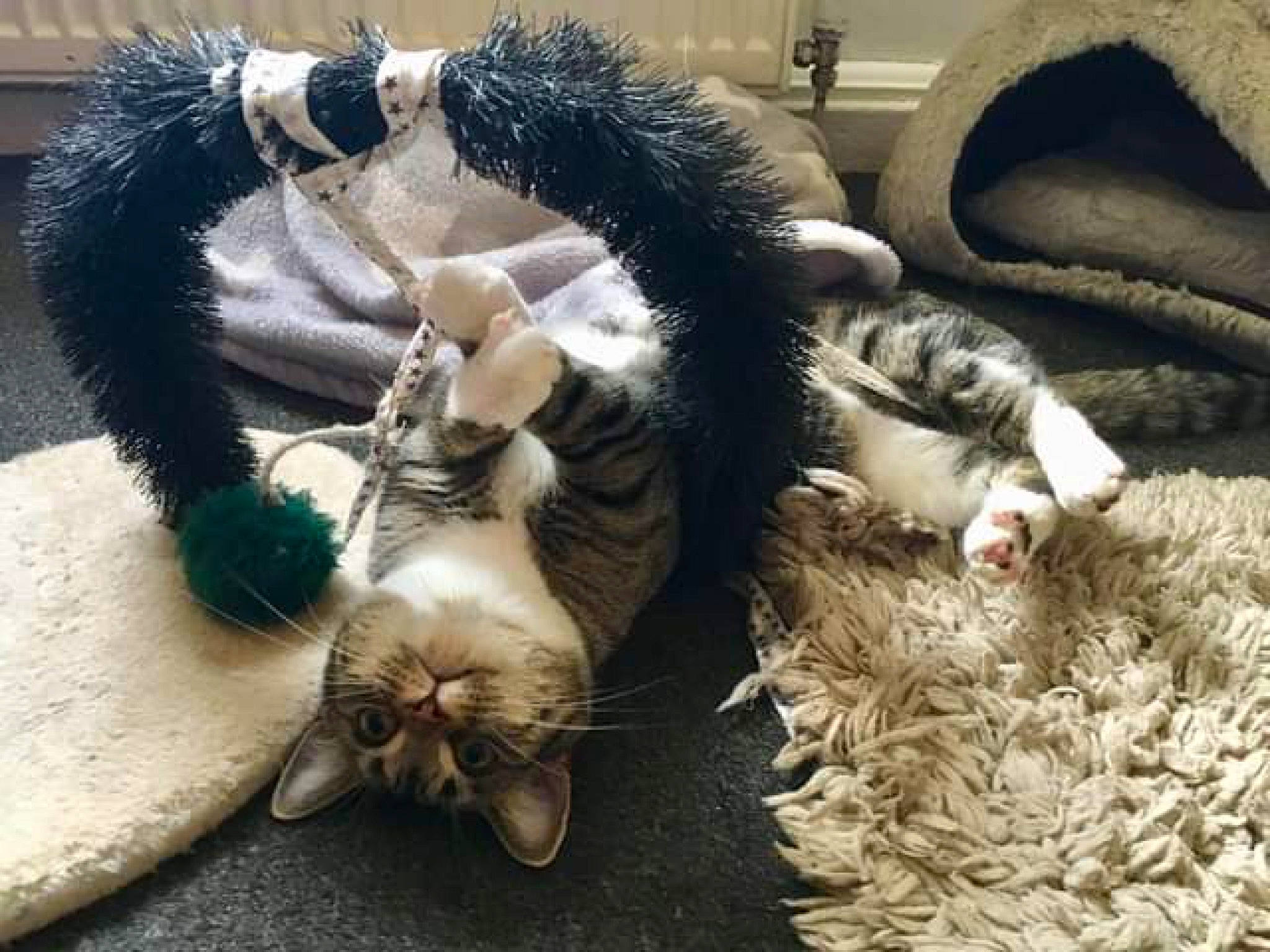 Corrie joined the competition — help win amazing prizes! carnivore, cat, claw, collar, felidae, fur, natural_material, paw, pet_supply, sleep, small_to_medium_sized_cats, snout, tail, vertebrate, whiskers