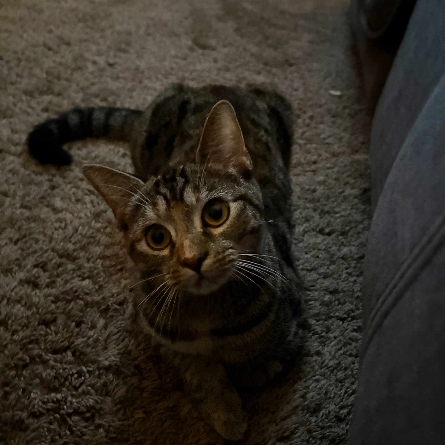 Nova