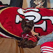 Coco joined the competition — help win amazing prizes! dog, small_dog, curly_hair, sports_jersey, couch, blanket, pillow, backpack, indoor, wall, brown_fur, red_color, white_color, black_color, furniture, pet, cute, seated, relaxed, cozy