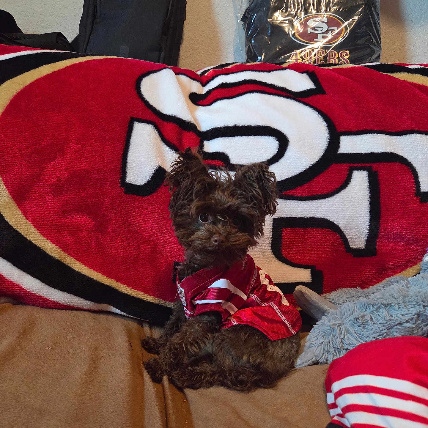Coco joined the competition — help win amazing prizes! backpack, black_color, blanket, brown_fur, couch, cozy, curly_hair, cute, dog, furniture, indoor, pet, pillow, red_color, relaxed, seated, small_dog, sports_jersey, wall, white_color
