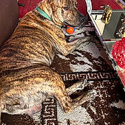 Rocco is registered to the contest to win money with this photo: dog, brindle_coat, green_collar, orange_ball, rug, patterned_rug, glass_table, decorative_elephant, indoor, pet, brown, relaxed, floor, animal, furniture, toy, domestic, companion, resting, calm