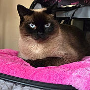 Rude joined the competition — help win amazing prizes! siamese_cat, cat, pet_carrier, pink_towel, blue_eyes, feline, indoor, resting, animal, fur, whiskers, close_up, portrait, cute, domestic_cat, relaxed, looking_at_camera, soft_texture, cozy, companion_animal