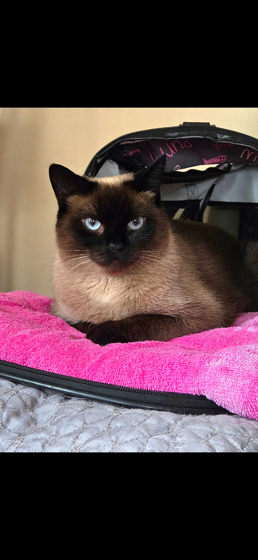 Rude joined the competition — help win amazing prizes! siamese_cat, cat, pet_carrier, pink_towel, blue_eyes, feline, indoor, resting, animal, fur, whiskers, close_up, portrait, cute, domestic_cat, relaxed, looking_at_camera, soft_texture, cozy, companion_animal