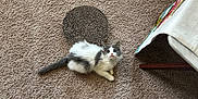 Gray is registered to the contest to win money with this photo: kitten, cat, carpet, scratching_pad, indoor, furniture, bedspread, pet, animal, gray_and_white, fluffy, cute, small, young, looking_up, relaxed, floor, texture, domestic, cozy