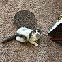 kitten, cat, carpet, scratching_pad, indoor, furniture, bedspread, pet, animal, gray_and_white, fluffy, cute, small, young, looking_up, relaxed, floor, texture, domestic, cozy