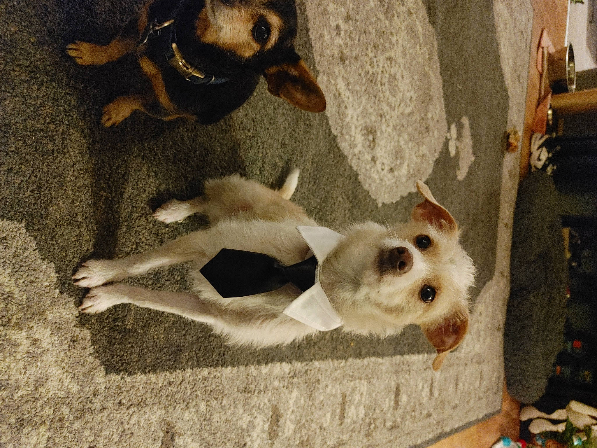 Marty joined the competition — help win amazing prizes! canidae, carnivore, companion_dog, dog, dog_breed, dog_supply, fawn, fur, mammal, non_sporting_group, paw, pet_supply, snapshot, snout, sporting_group, street_dog, tail, toy_dog, vertebrate, working_animal