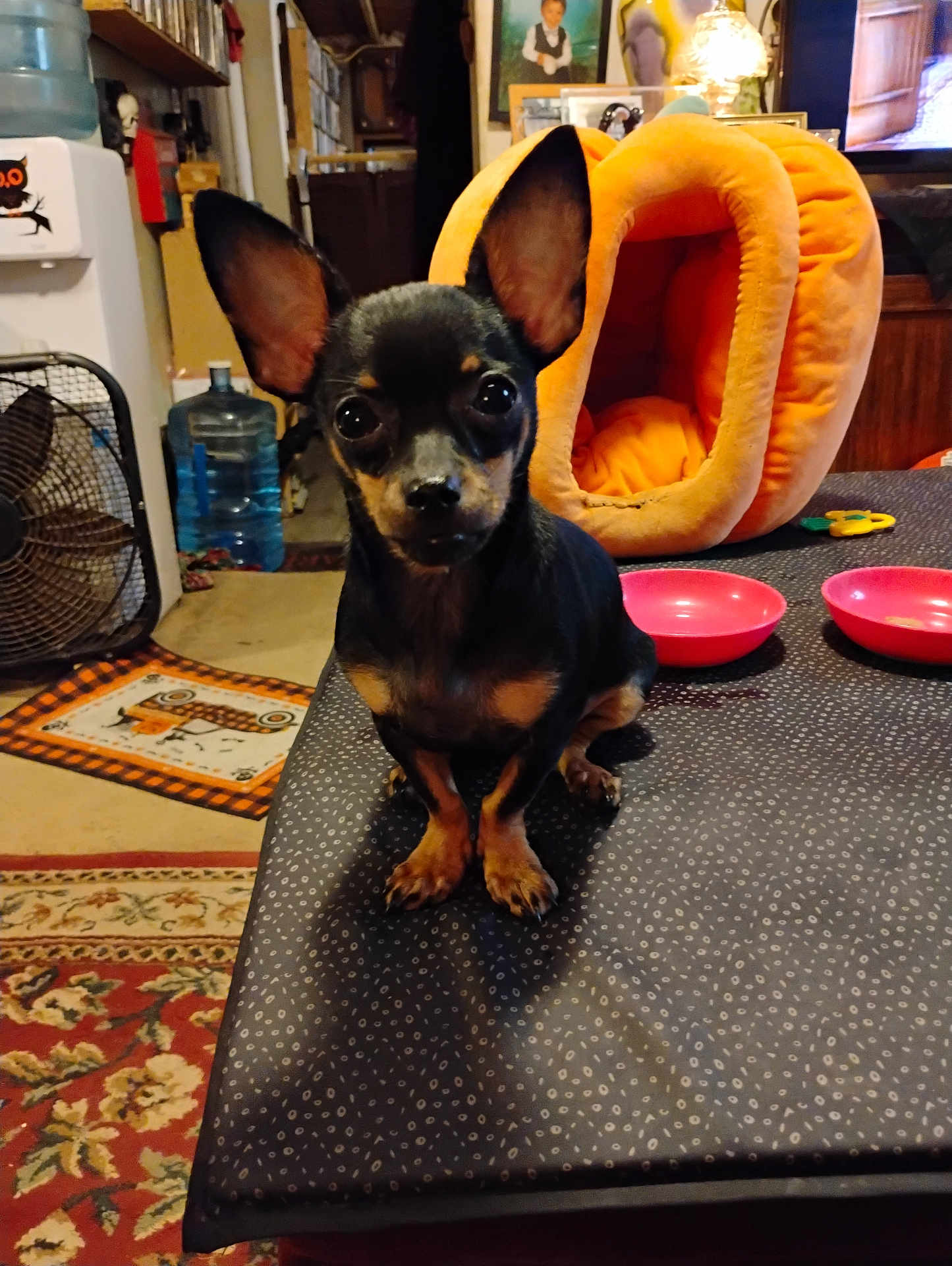 Pixie is registered to the contest to win money with this photo: dog, small_dog, black_dog, tan_dog, pet_bed, orange_pet_bed, pink_bowls, tablecloth, indoor, fan, water_jug, framed_photos, carpet, home_interior, animal, cute, ears, sitting, looking_at_camera, domestic