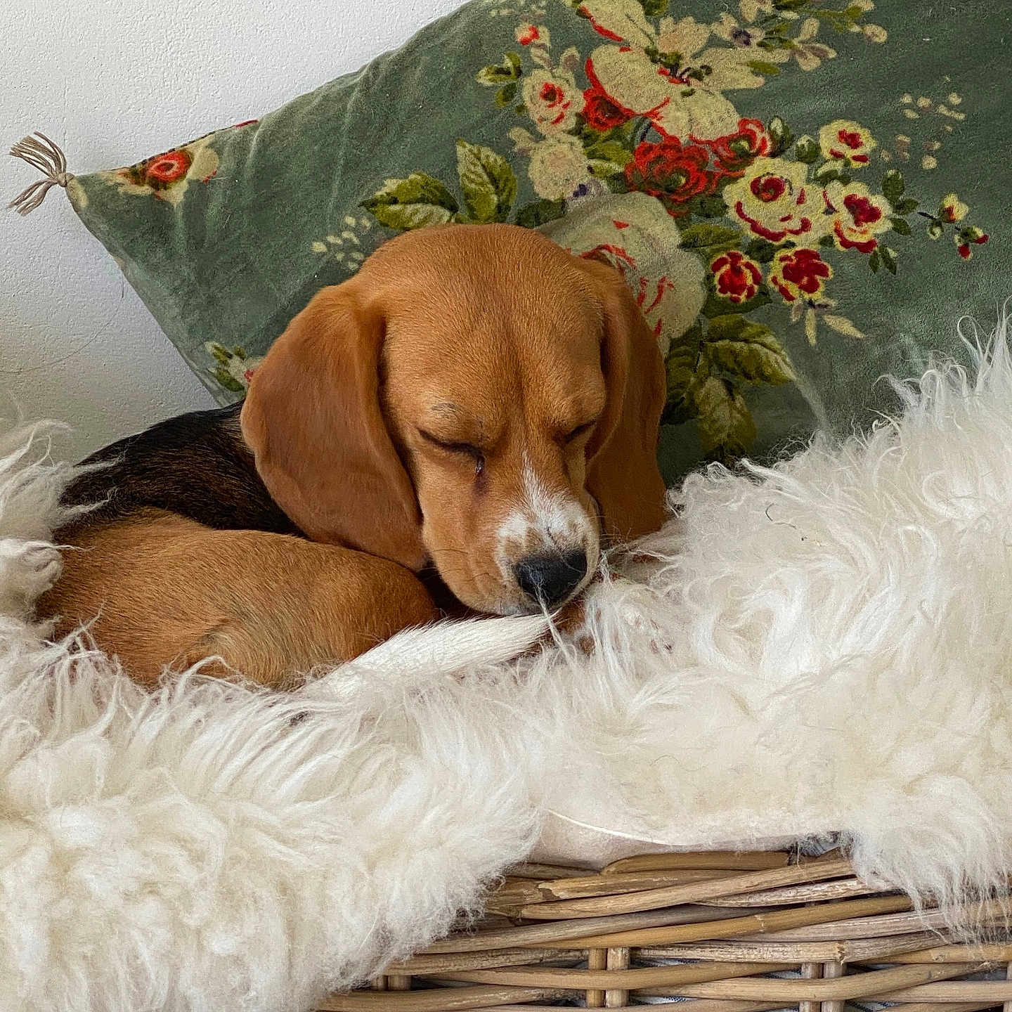 Ollie participe au concours pour gagner de l'argent avec cette photo : animal, basket, beagle, blanket, cozy, cushion, cute, dog, ears, floral, fluffy, fur, indoor, nose, peaceful, pet, puppy, resting, sleeping, vintage