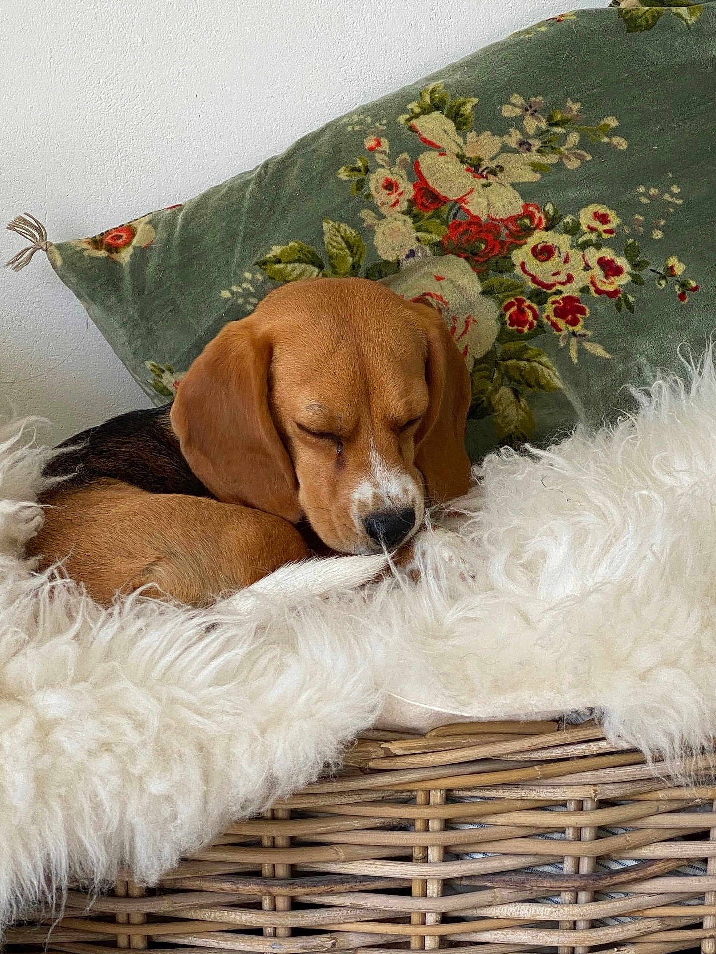 Ollie participe au concours pour gagner de l'argent avec cette photo : puppy, beagle, dog, sleeping, basket, blanket, fluffy, cushion, floral, vintage, cozy, resting, cute, pet, indoor, fur, animal, nose, ears, peaceful
