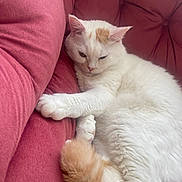Malo participe au concours pour gagner de l'argent avec cette photo : animal, cat, closeup, couch, cozy, cute, domestic_cat, fluffy, fur, furniture, indoor, orange_patch, orange_tail, paws, pet, red_couch, relaxing, resting, sleepy, white_cat