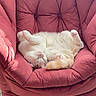 Malo participe au concours pour gagner de l'argent avec cette photo : cat, chair, cozy, cute, domestic_cat, floor_tiles, fluffy, furniture, indoor, paws_up, pet, pink_armchair, relaxed, resting, sleeping, soft, tail, upside_down, whiskers, white_cat