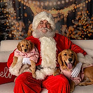 Penny And Peaches joined the competition — help win amazing prizes! santa_claus, dog, puppy, christmas, holiday_lights, red_suit, white_fur, glasses, beard, smiling, couch, sweater, festive, indoor, portrait, cute, pet, winter, decor, warm