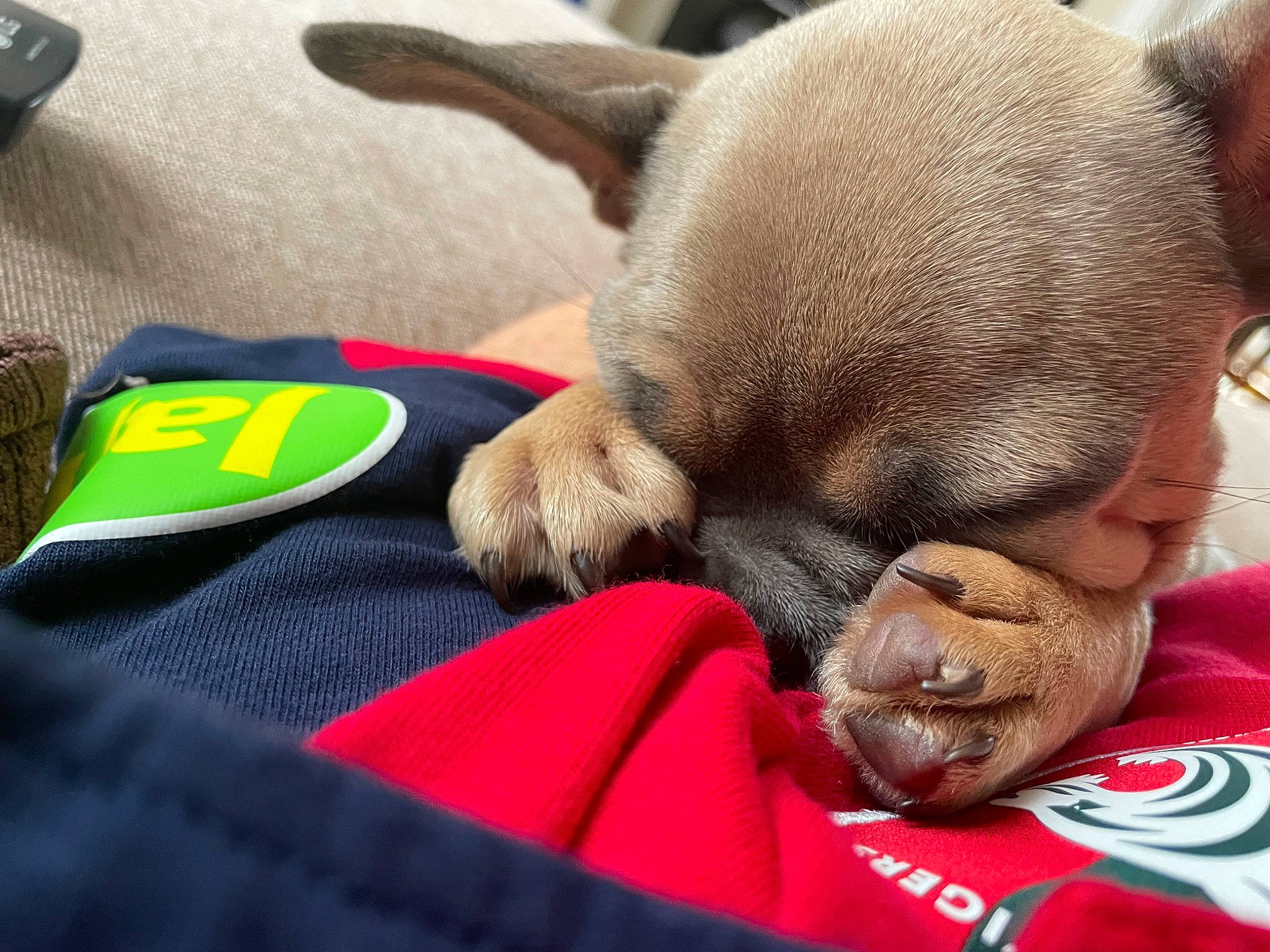 Darwin is registered to the contest to win money with this photo: canidae, carmine, carnivore, cat, comfort, companion_dog, dog_breed, dog_supply, domestic_short_haired_cat, ear, fawn, felidae, fur, linens, paw, small_to_medium_sized_cats, snout, sporting_group, whiskers, working_animal