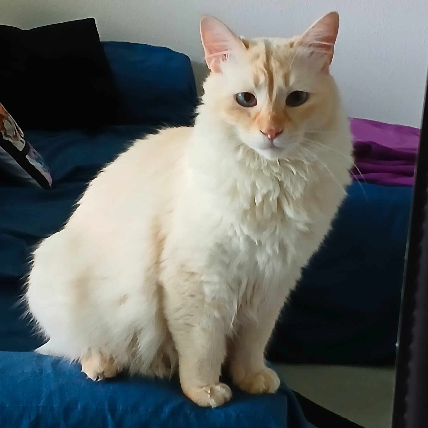 Iko a rejoint le concours — aidez-le/la à gagner de superbes lots ! abyssinian, angora, animal, blanket, cat, couch, cushion, furniture, homedecor, kitten, manx, pet, siamese, white