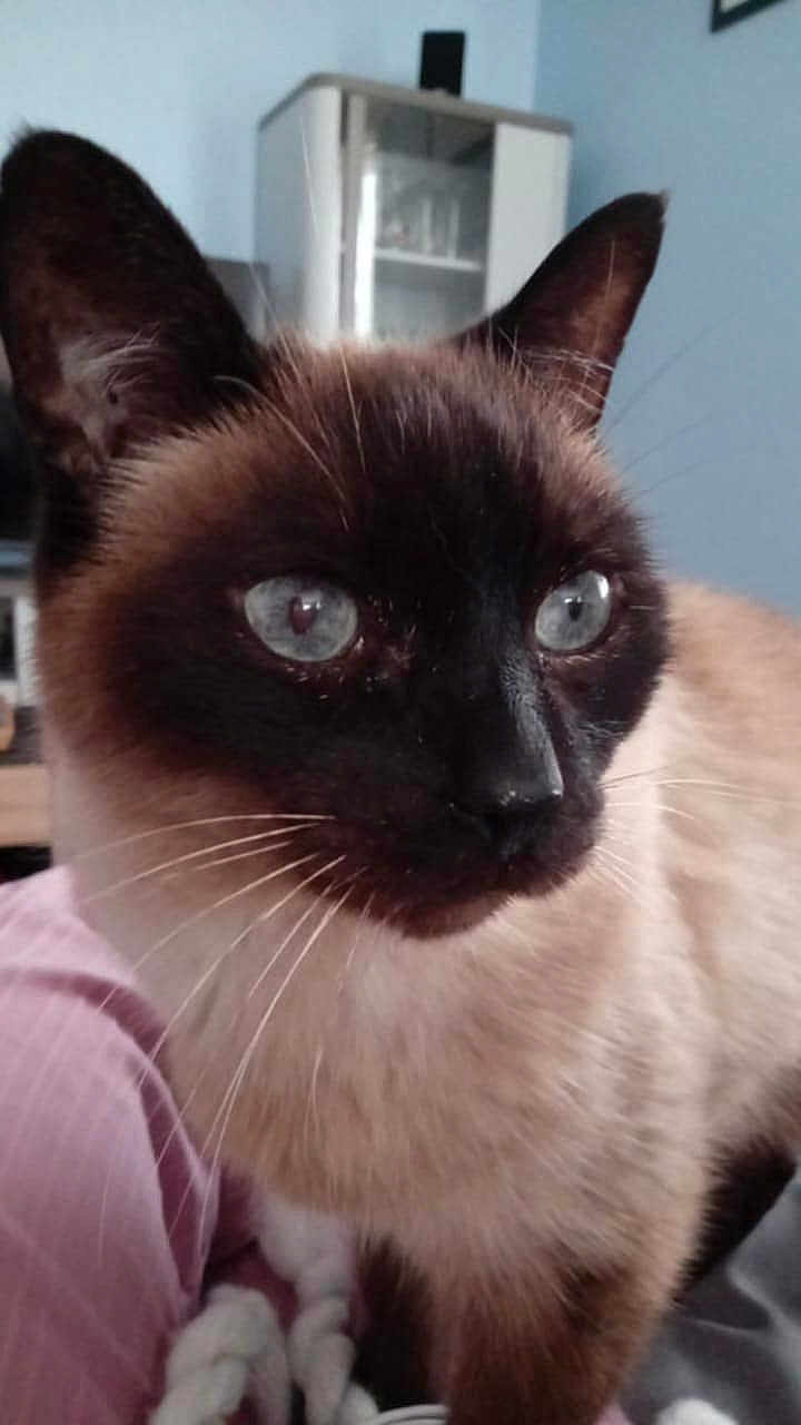 Lou participe au concours pour gagner de l'argent avec cette photo : cat, siamese_cat, blue_eyes, close_up, indoor, pet, feline, whiskers, fur, face, ears, domestic_animal, cozy, blanket, soft_light, portrait, animal, cute, curious, home