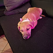 Naya a rejoint le concours — aidez-le/la à gagner de superbes lots ! animal, bodypart, bulldog, canine, couch, cushion, dog, finger, furniture, greatdane, hand, homedecor, hound, labradorretriever, person, pet, pitbull, pointer, puppy, purple