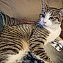 Fiona joined the competition — help win amazing prizes! cat, tabby, striped_fur, pet, animal, indoor, couch, relaxing, feline, closeup, whiskers, ears, eyes, domestic_cat, comfort, resting, fur, soft, home, cozy