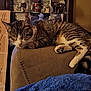 Fiona joined the competition — help win amazing prizes! cat, tabby, sleeping, chair, furniture, indoor, cozy, pet, animal, blanket, home, relaxing, resting, striped, whiskers, paws, ears, cushion, domestic, nap