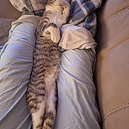 Fiona is registered to the contest to win money with this photo: cat, tabby, sleeping, stretching, couch, blanket, cushions, indoor, pet, feline, relaxed, cozy, fur, paws, whiskers, striped, animal, resting, home, comfortable