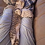 animal, blanket, cat, comfortable, couch, cozy, cushions, feline, fur, home, indoor, paws, pet, relaxed, resting, sleeping, stretching, striped, tabby, whiskers
