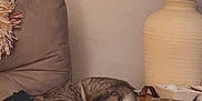 Fiona is registered to the contest to win money with this photo: cat, tabby, sleeping, couch, armrest, living_room, lamp, wooden_table, cozy, furniture, indoor, relaxing, pet, domestic_animal, home, resting, feline, paw, blanket, decor
