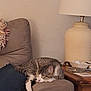armrest, blanket, cat, couch, cozy, decor, domestic_animal, feline, furniture, home, indoor, lamp, living_room, paw, pet, relaxing, resting, sleeping, tabby, wooden_table