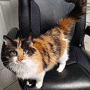 Penny is registered to the contest to win money with this photo: cat, calico, animal, pet, feline, fur, green_eyes, whiskers, tail, office_chair, black_chair, leather, indoor, floor, door, curious, standing, close_up, domestic, cute