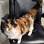 cat, calico, animal, pet, feline, fur, green_eyes, whiskers, tail, office_chair, black_chair, leather, indoor, floor, door, curious, standing, close_up, domestic, cute
