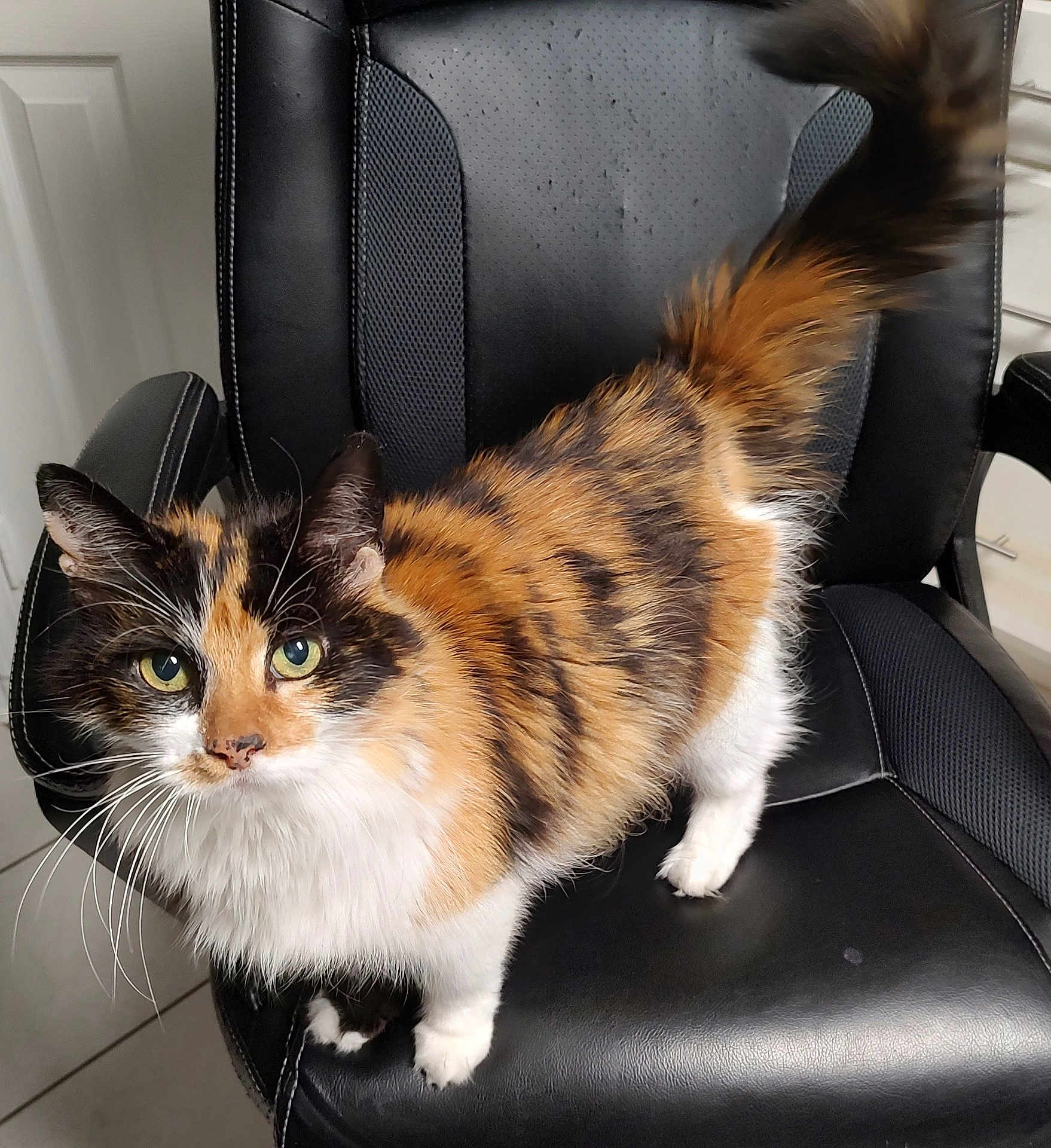 Penny is registered to the contest to win money with this photo: cat, calico, animal, pet, feline, fur, green_eyes, whiskers, tail, office_chair, black_chair, leather, indoor, floor, door, curious, standing, close_up, domestic, cute