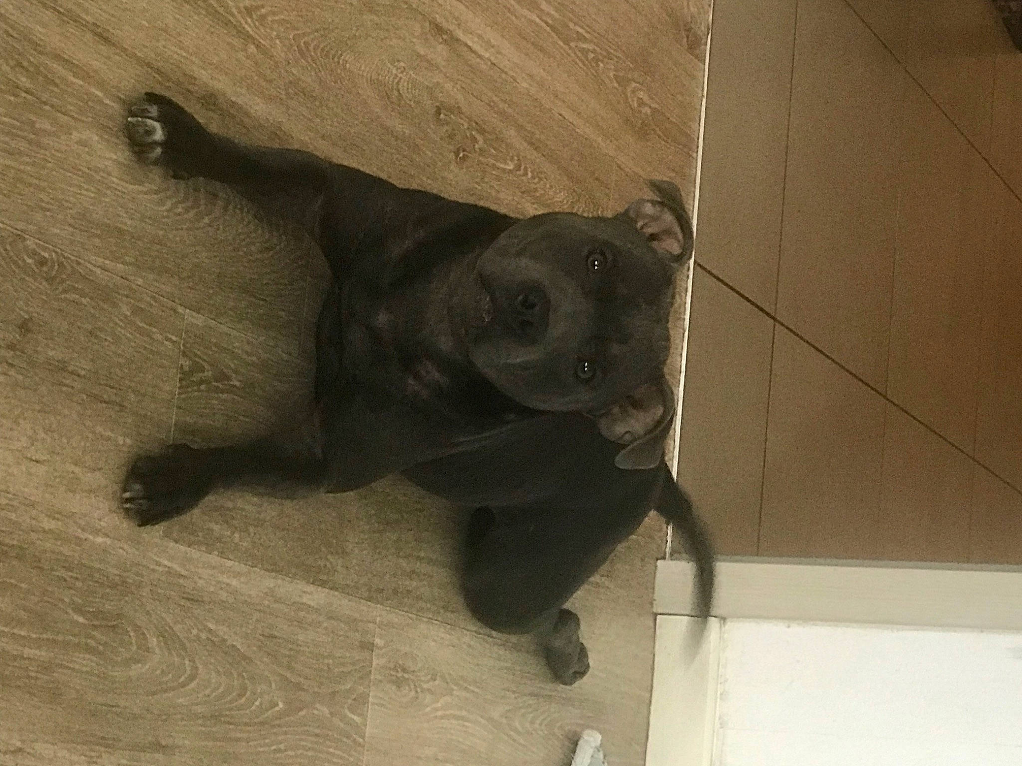 Shannel participe au concours pour gagner de l'argent avec cette photo : art, big_cats, canidae, carnivore, dog_breed, felidae, flooring, hardwood, metal, sculpture, shadow, small_to_medium_sized_cats, sporting_group, statue, tail, terrestrial_animal, tints_and_shades, visual_arts, wood, working_animal