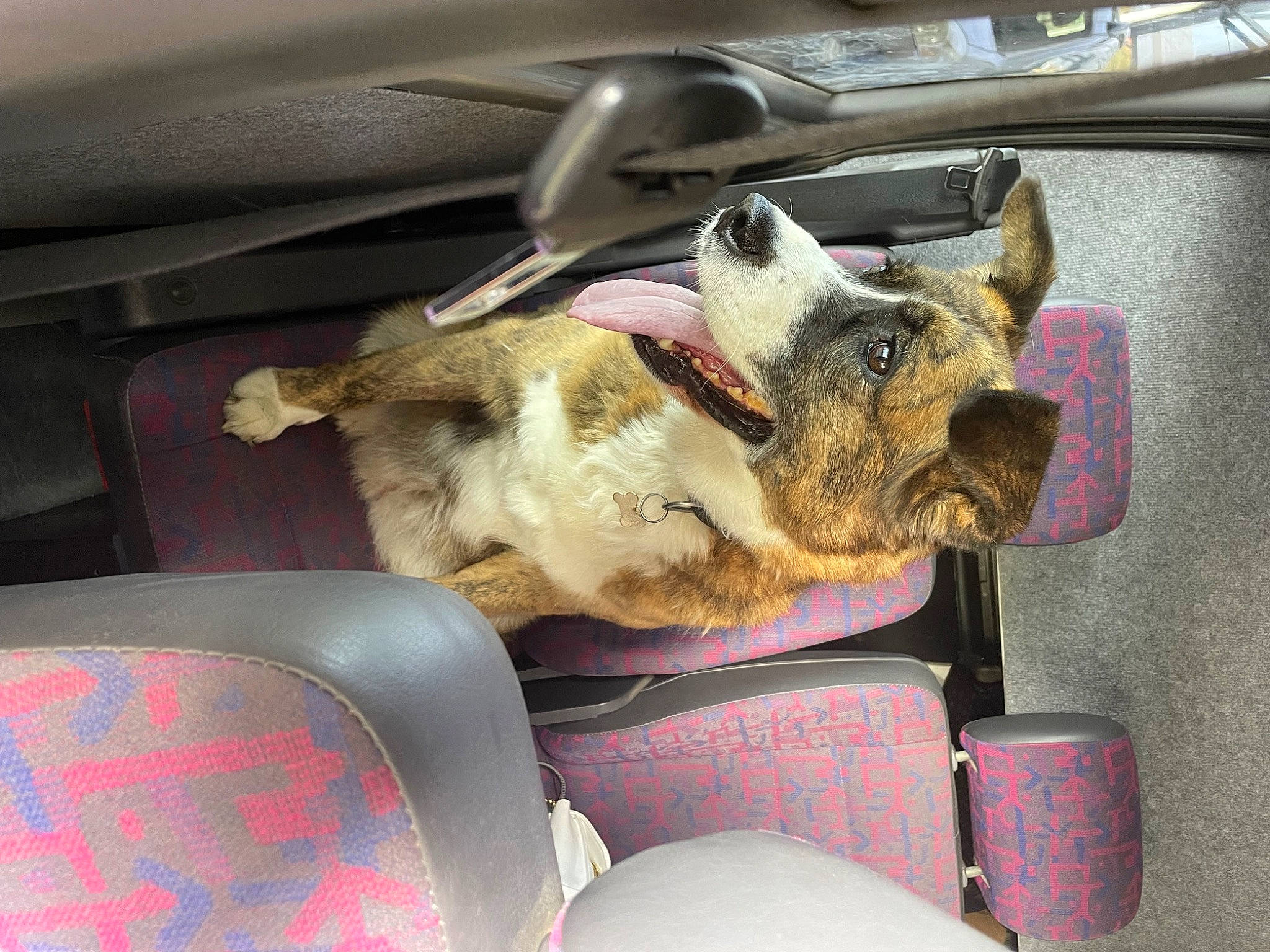 Louna a rejoint le concours — aidez-le/la à gagner de superbes lots ! auto_part, automotive_exterior, automotive_window_part, canidae, car, car_seat, carnivore, companion_dog, dog, dog_breed, family_car, fawn, felidae, motor_vehicle, snout, sporting_group, vehicle, vehicle_door, window, windshield