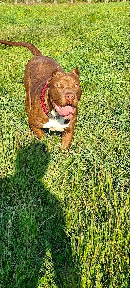 Tarzan participe au concours pour gagner de l'argent avec cette photo : canidae, carnivore, collar, companion_dog, dog, dog_breed, dog_collar, fawn, grass, grass_family, grassland, liver, pet_supply, plant, prairie, snout, sporting_group, terrestrial_animal, working_animal, wrinkle