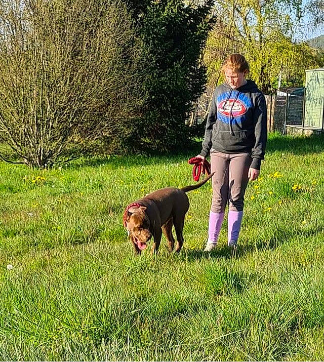 Tarzan participe au concours pour gagner de l'argent avec cette photo : carnivore, companion_dog, dog, dog_breed, dog_hiking, dog_sports, dog_walking, fawn, garden_hose, grass, grassland, leash, meadow, pasture, people_in_nature, plant, recreation, sporting_group, tail, tree