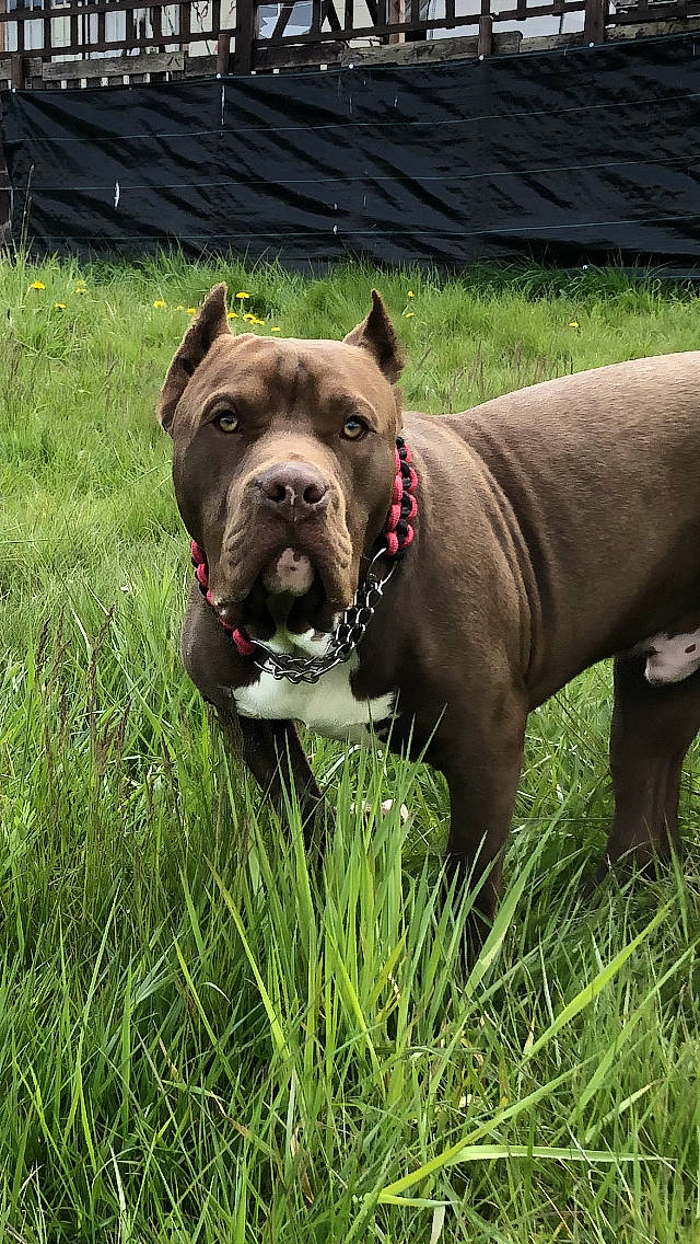 Tarzan participe au concours pour gagner de l'argent avec cette photo : bulldog, canidae, carnivore, collar, companion_dog, dog, dog_breed, dog_collar, dog_supply, fawn, grass, guard_dog, leash, liver, molosser, pet_supply, plant, snout, sporting_group, working_animal