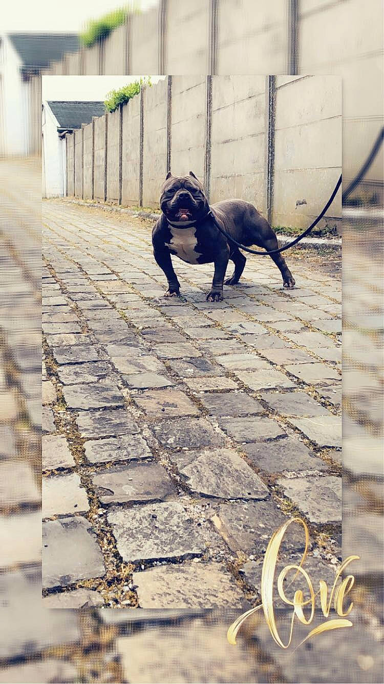 Taro participe au concours pour gagner de l'argent avec cette photo : american_pit_bull_terrier, canidae, carnivore, dog, dog_breed, guard_dog, leash, non_sporting_group, pit_bull, sporting_group, tail