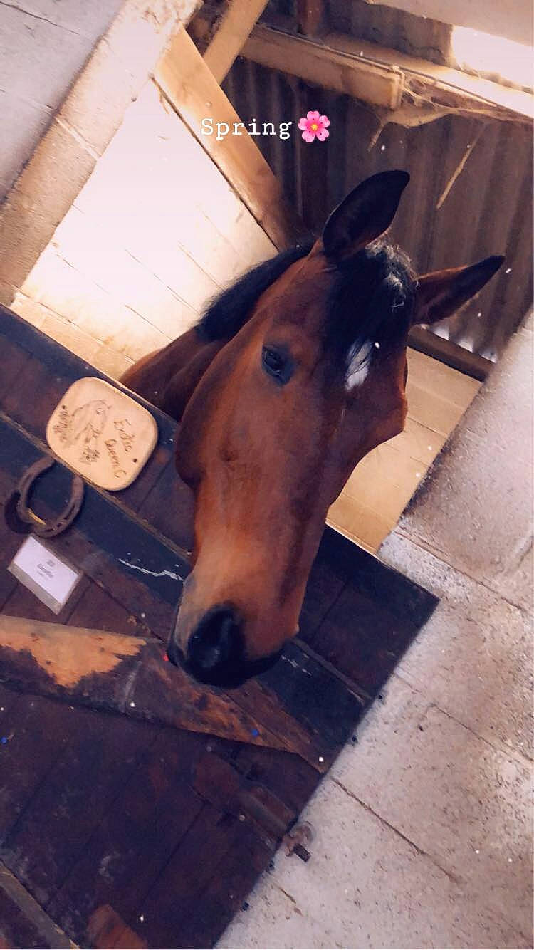 Exotic Queen C a rejoint le concours — aidez-le/la à gagner de superbes lots ! fawn, horse, liver, mane, mare, nose, snout