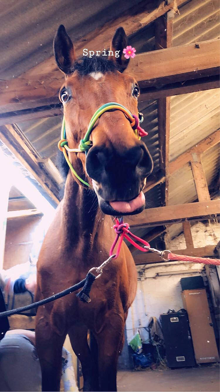 Exotic Queen C a rejoint le concours — aidez-le/la à gagner de superbes lots ! bit, bridle, halter, horse, horse_harness, horse_supplies, horse_tack, livestock, mammal, mane, mare, neck, pack_animal, rein, sky, snout, sorrel, stallion