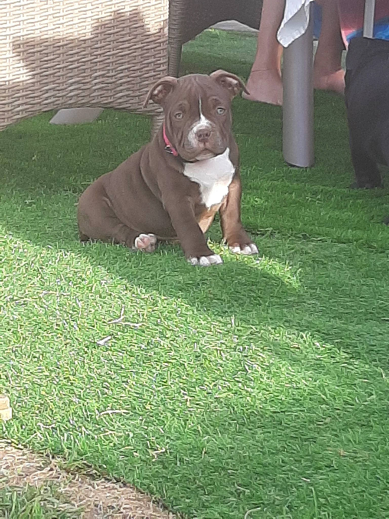 Miss Pinup participe au concours pour gagner de l'argent avec cette photo : american_bulldog, american_pit_bull_terrier, american_staffordshire_terrier, canidae, carnivore, companion_dog, dog, dog_breed, fawn, grass, lawn, mammal, non_sporting_group, pit_bull, plant, sporting_group, staffordshire_bull_terrier, terrier, vertebrate