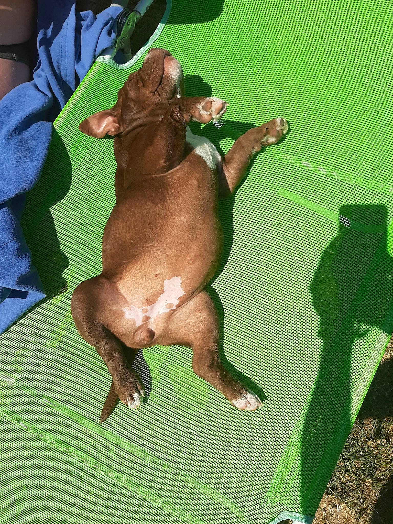 Miss Pinup a rejoint le concours — aidez-le/la à gagner de superbes lots ! american_pit_bull_terrier, canidae, carnivore, companion_dog, dog, dog_breed, fawn, liver, mammal, sporting_group, vertebrate, vizsla, weimaraner