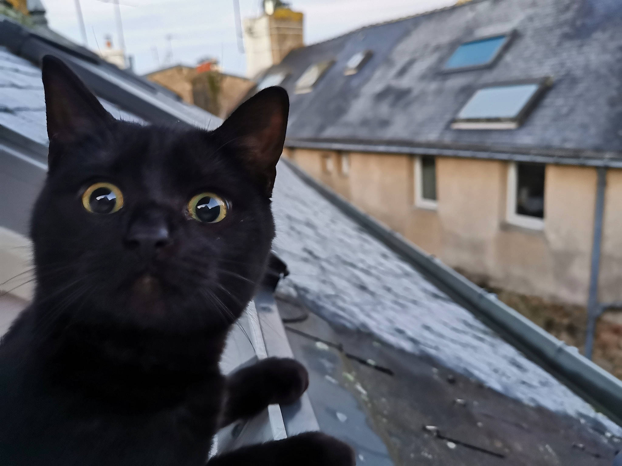 Babou participe au concours pour gagner de l'argent avec cette photo : black_cat, building, carnivore, cat, domestic_short_haired_cat, eye, felidae, fur, house, plant, roof, sky, small_to_medium_sized_cats, snout, tree, whiskers, window, winter, wood
