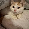 cat, kitten, orange_and_white, pet, animal, cute, fluffy, fur, whiskers, pink_nose, blue_eyes, wide_eyed, paws, resting, lying_down, blanket, plush, cozy, indoor, portrait