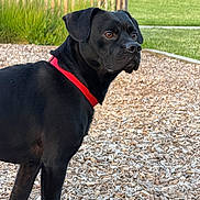 Bill participe au concours pour gagner de l'argent avec cette photo : dog, black_dog, red_collar, animal, pet, portrait, outdoors, playground, wood_chips, fence, grass, lawn, garden, standing, short_hair, floppy_ears, brown_eyes, canine, sunlight, photography