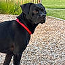 dog, black_dog, red_collar, animal, pet, portrait, outdoors, playground, wood_chips, fence, grass, lawn, garden, standing, short_hair, floppy_ears, brown_eyes, canine, sunlight, photography