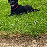 Bill a rejoint le concours — aidez-le/la à gagner de superbes lots ! dog, black_dog, pet, animal, grass, outdoors, park, lying_down, sitting, smiling, open_mouth, red_collar, short_hair, canine, lawn, daisies, greenery, pavement, daylight, portrait