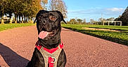 Bill a rejoint le concours — aidez-le/la à gagner de superbes lots ! dog, black_dog, sitting, happy, tongue_out, harness, pet, portrait, outdoor, park, path, soccer_field, autumn, trees, grass, blue_sky, sunlight, shadows, animal, companion