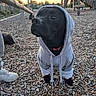 Bill a rejoint le concours — aidez-le/la à gagner de superbes lots ! dog, black_dog, hoodie, clothing, playground, wood_chips, outdoor, sunset, portrait, sitting, pet, collar, leash, play_equipment, swing, slide, gravel, gray_hoodie, funny, animal